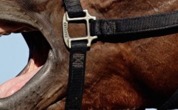 De dentes bem arreganhados