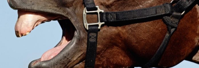 De dentes bem arreganhados