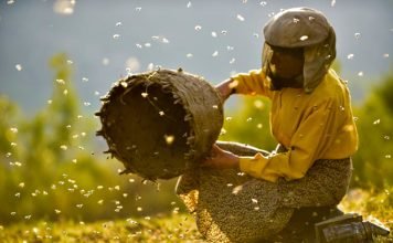 Repescagem da Mostra Internacional de Cinema "Honeyland"