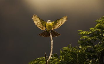 Exposição Ibitipoca, de Araquém Alcântara Suiriri-de-garganta-branca (Tyrannus albogularis) Foto Araquém Alcântara