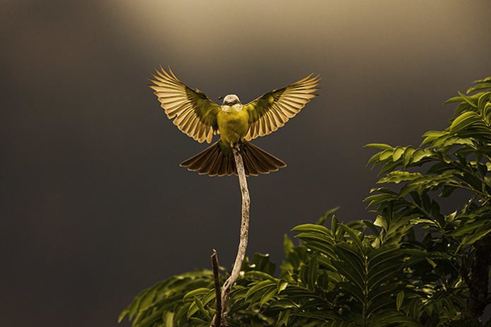 Exposição Ibitipoca, de Araquém Alcântara Suiriri-de-garganta-branca (Tyrannus albogularis) Foto Araquém Alcântara