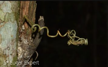 Os caçadores da imagem perdida Foto de Maga Bastos, de 2018