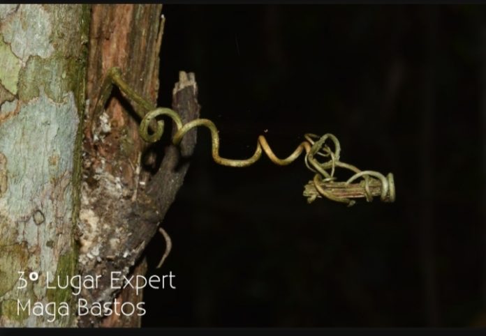 Os caçadores da imagem perdida Foto de Maga Bastos, de 2018