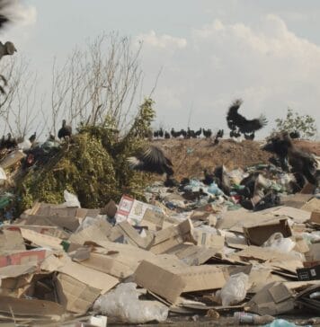 Catadores e/m um olhar consciente Catadores: da invisibilidade ao protagonismo. Frame. Reprodução