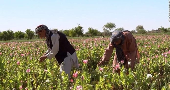 Os curtas documentais vão ao Oscar Cena de "Três Canções para Benazir"