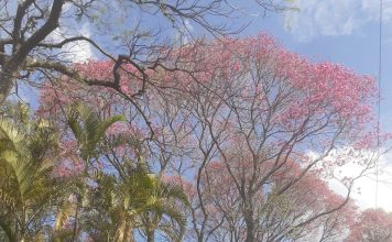 A história por trás da canção: “Ypê” de Belchior floresce em SP