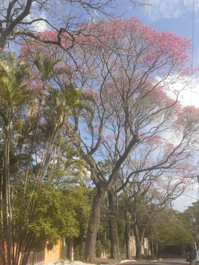 A história por trás da canção: “Ypê” de Belchior floresce em SP