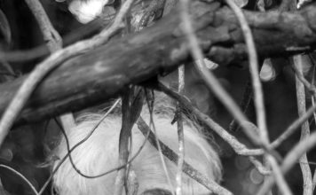 Carlos Careqa, um estrangeiro na MPB O cantor e compositor Carlos Careqa. Retratos: P. H. Camargo. Divulgação