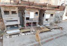 Rabicha, condomínio de gatos em Lisboa, e um inédito de Pessoa