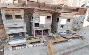 Rabicha, condomínio de gatos em Lisboa, e um inédito de Pessoa