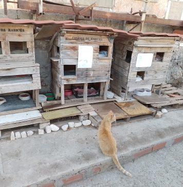 Rabicha, condomínio de gatos em Lisboa, e um inédito de Pessoa