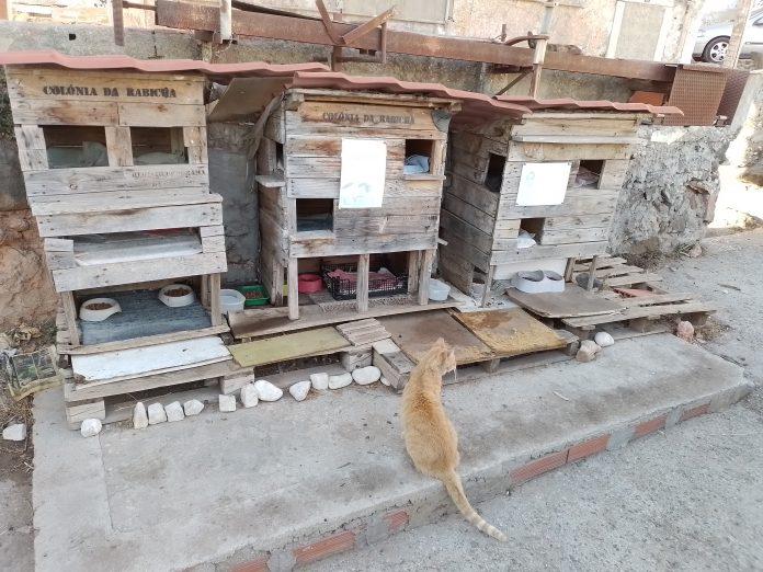 Rabicha, condomínio de gatos em Lisboa, e um inédito de Pessoa