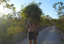 À procura de João Planta