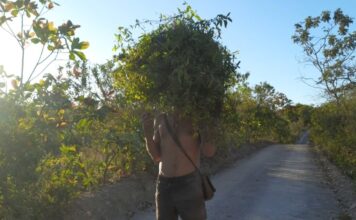 À procura de João Planta